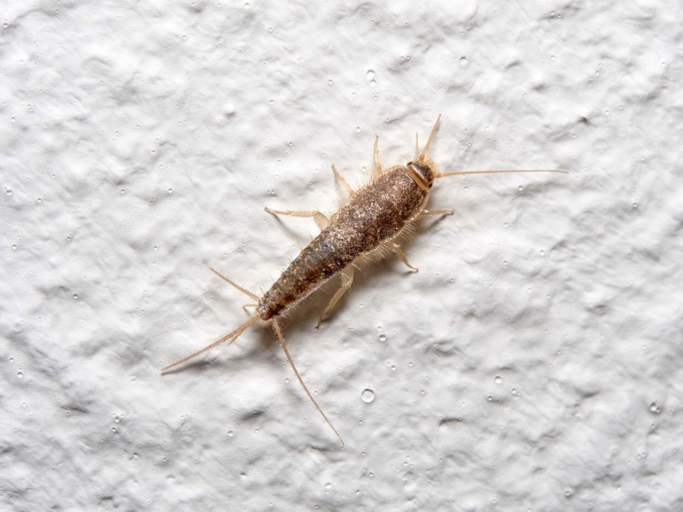 A silverfish on a wall in a house.