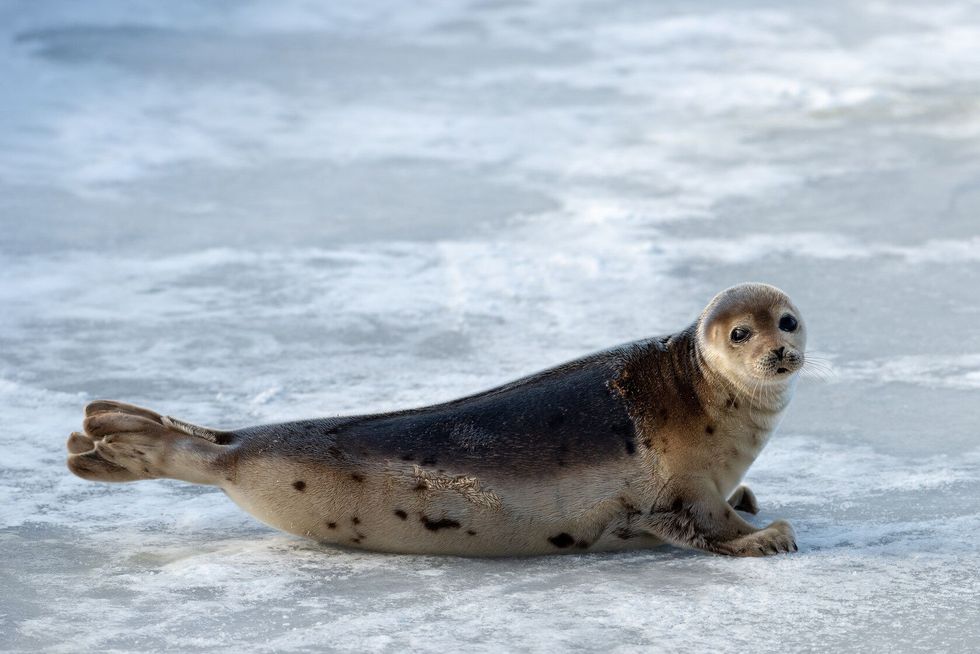 A single harp seal.