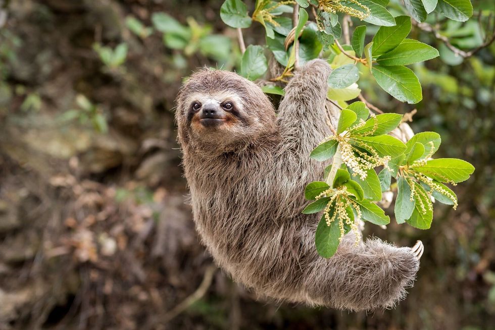 A sloth with a gray coat and long claws hangs from a branch surrounded by green foliage.