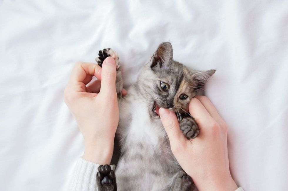 A small gray kitten in the arms of a woman plays and bites