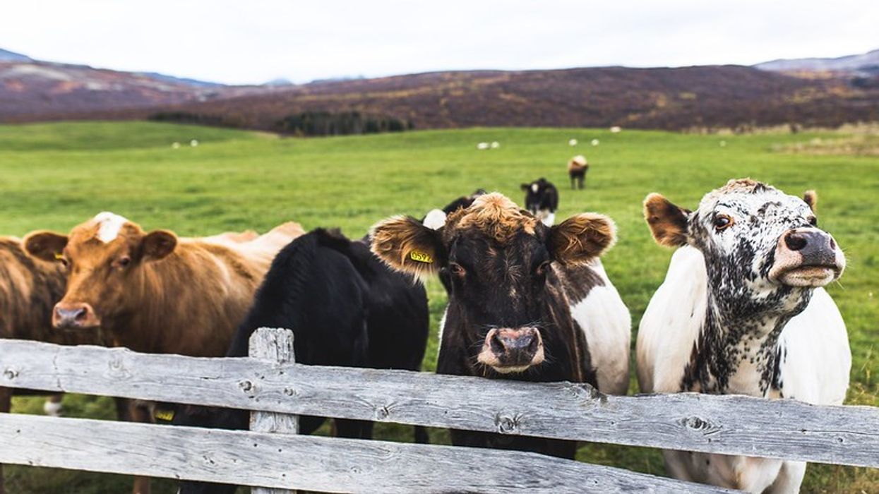 A small herd of cattle looking over a short wooden fence with a large field in the background.