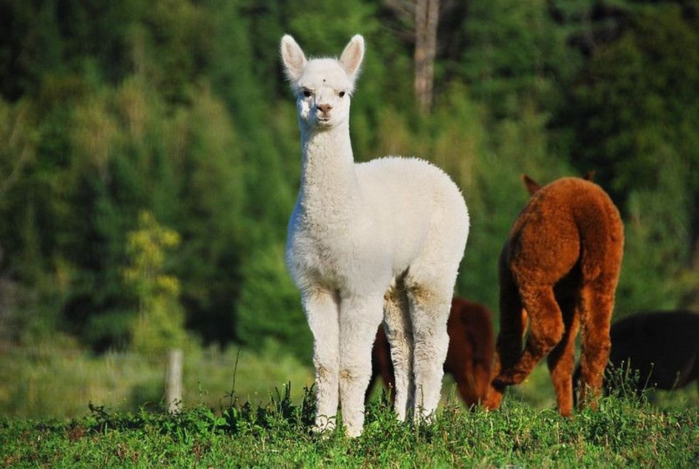 A small llama in appearance. 