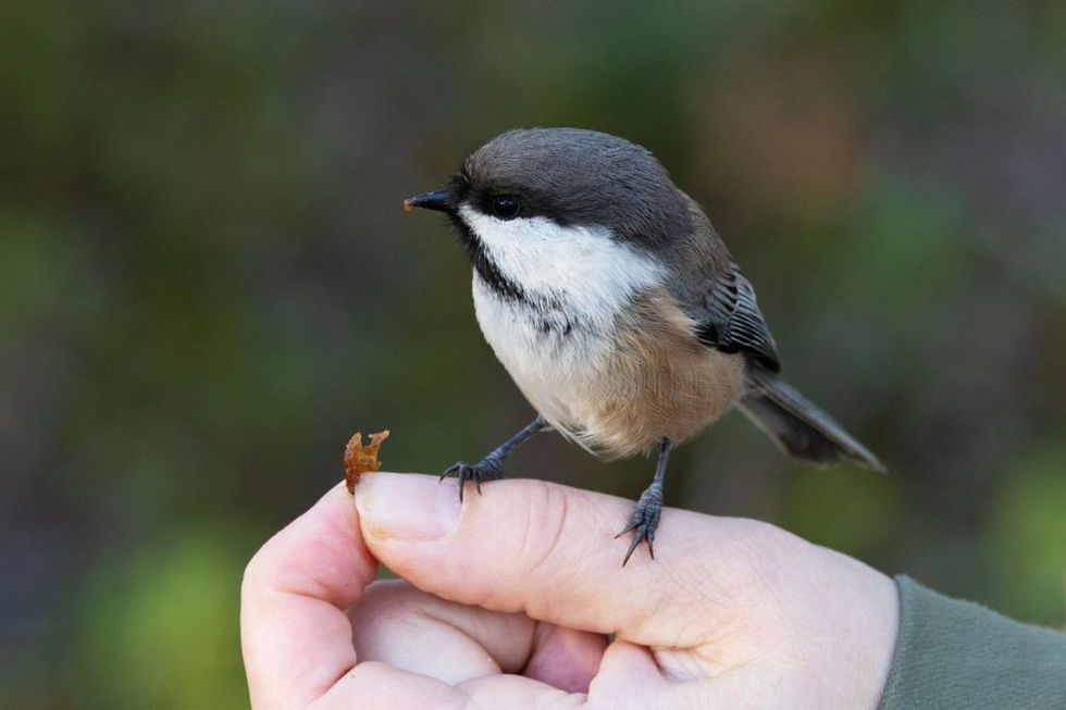 A small Siberian tit standing on a hand and eating a raisin