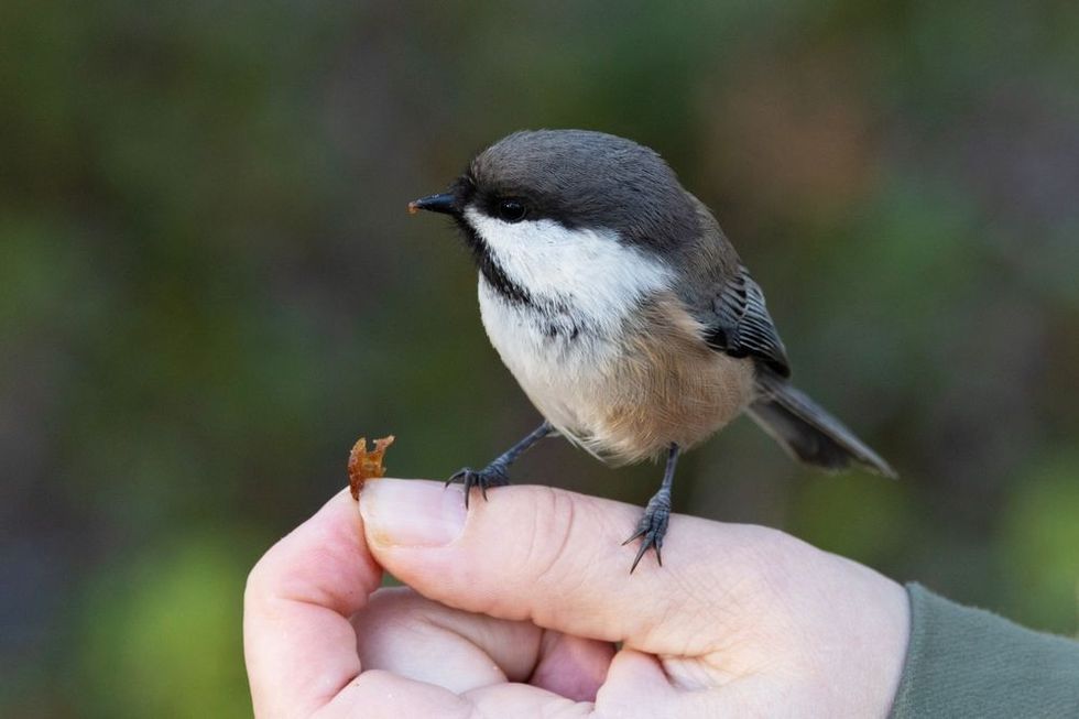A small Siberian tit standing on a hand and eating a raisin