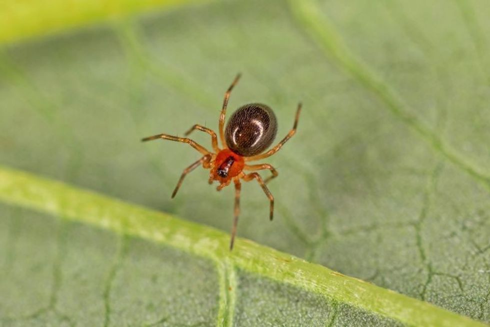 A small spider belonging to the family Linyphiidae