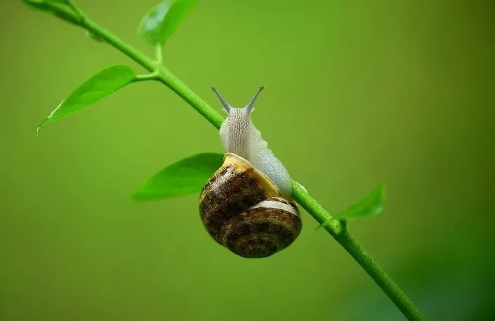 A snail with a big shell sitting on the branch of a plant.
