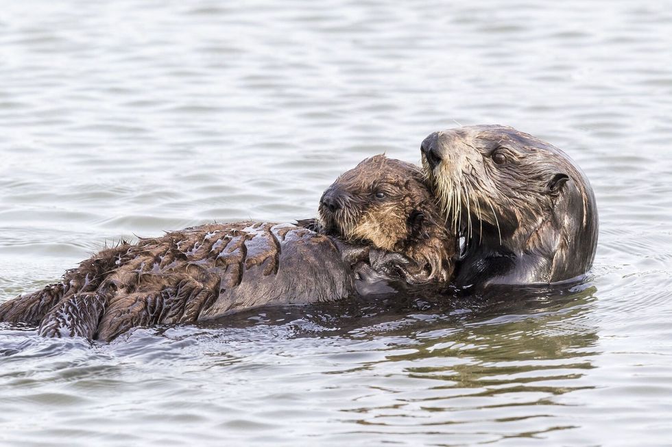 A Southern Sea Otter raddles her pup while swimming.