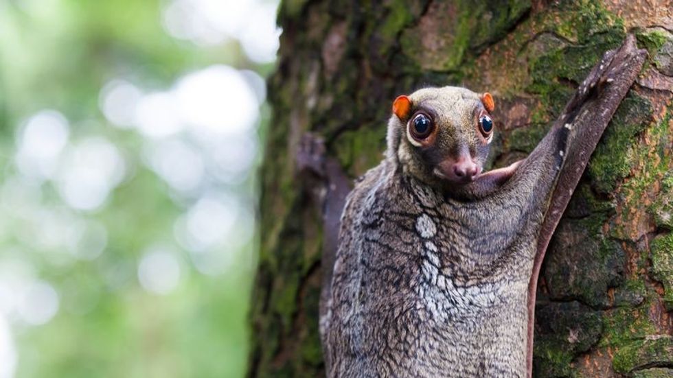 What Do Lemurs Eat? Everything You Need To Know 