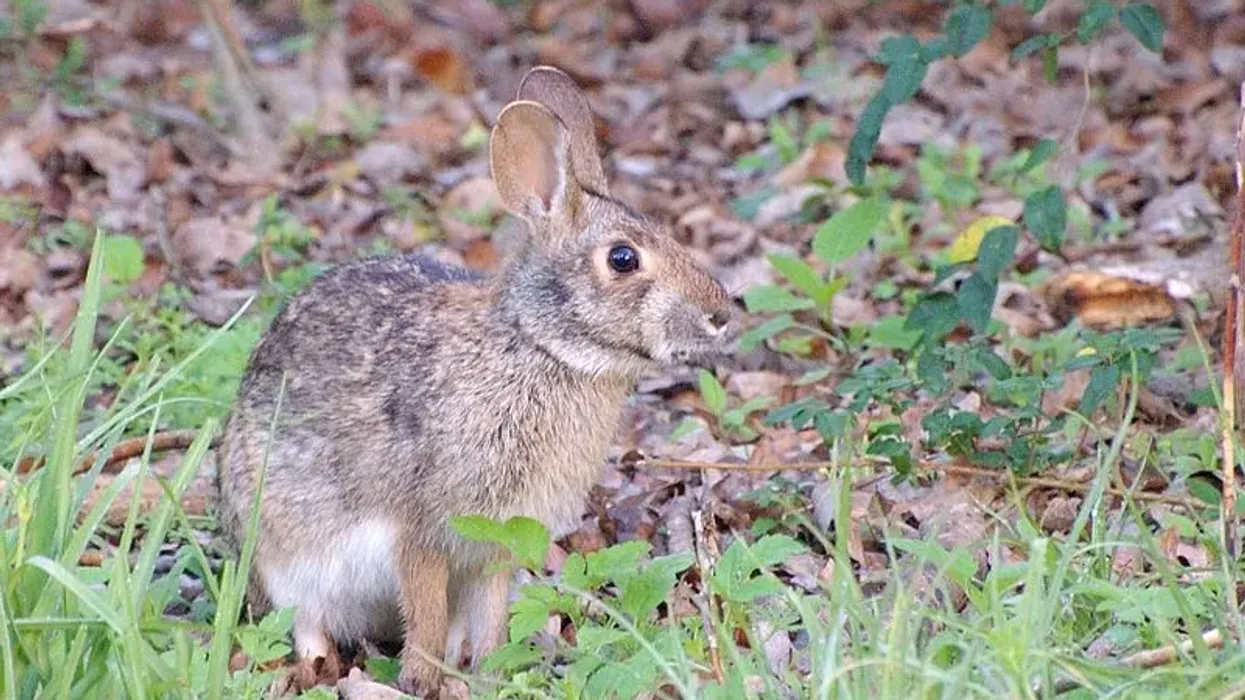 A swamp rabbit (Sylvilagus aquaticus) sitting on a leaf-littered forest floor with green vegetation around, appearing alert and cautious.