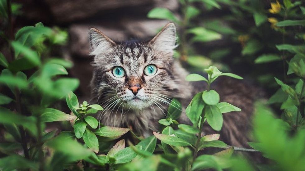 A tabby cat sits in the garden