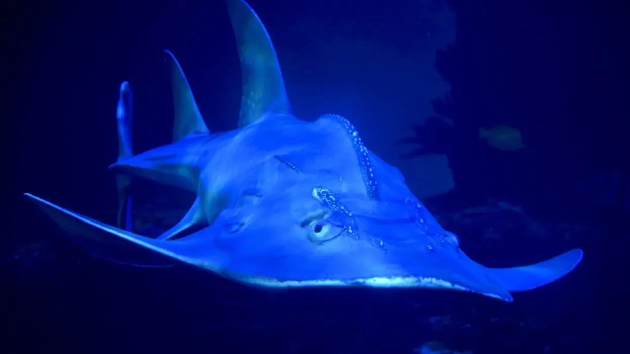 A very interesting bowmouth guitarfish fact is that they have a round snout that looks like a bow.