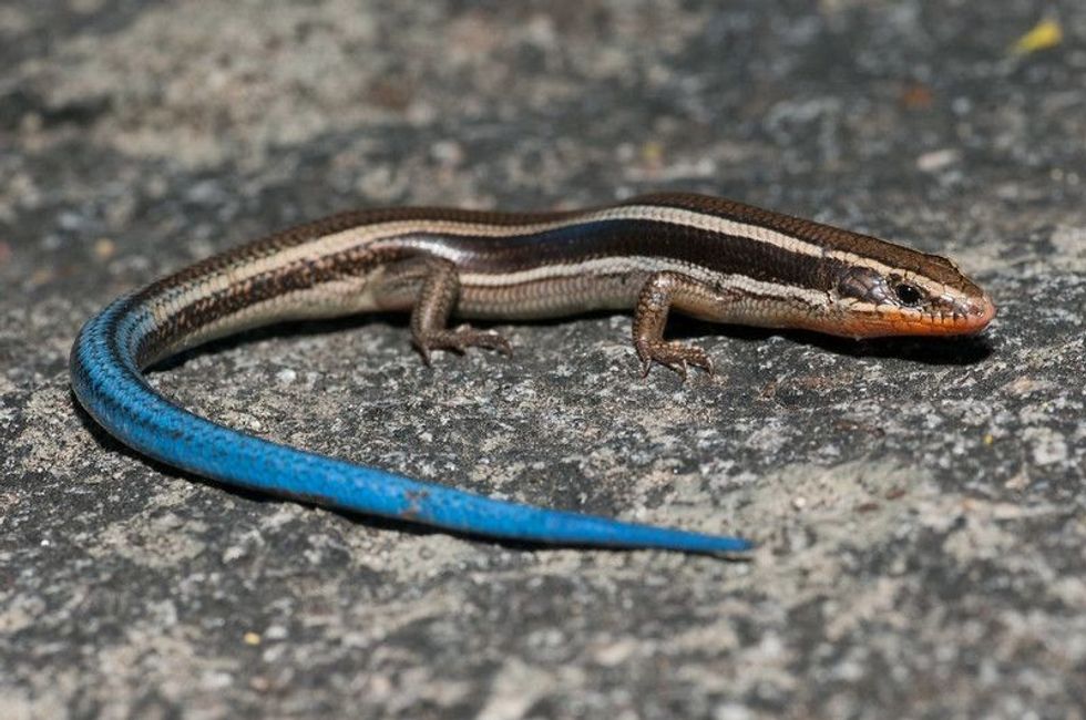 A western skink found in the Laguna Mountains of Southern California.