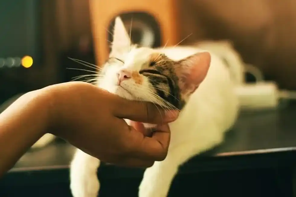 A white cat with a black patch on its face being stroked on the chin. The cat and hand stroking it are in view.