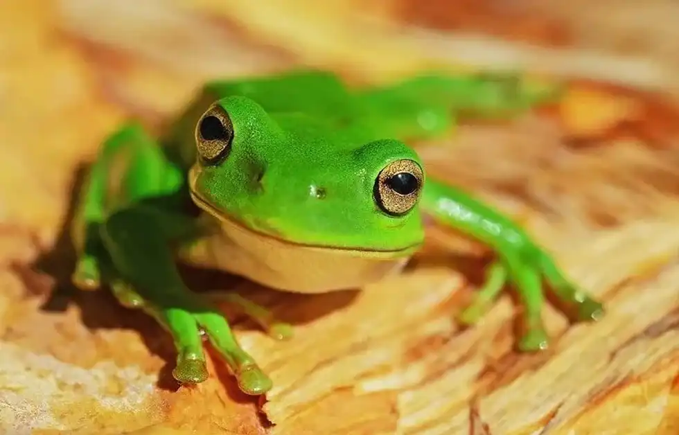 A wide-eyed frog on a table staring at the camera.