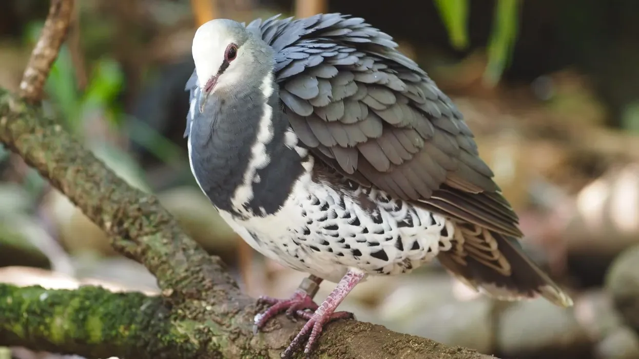 A wide known wonga pigeon fact is these birds have white underparts with blue-brown spots.