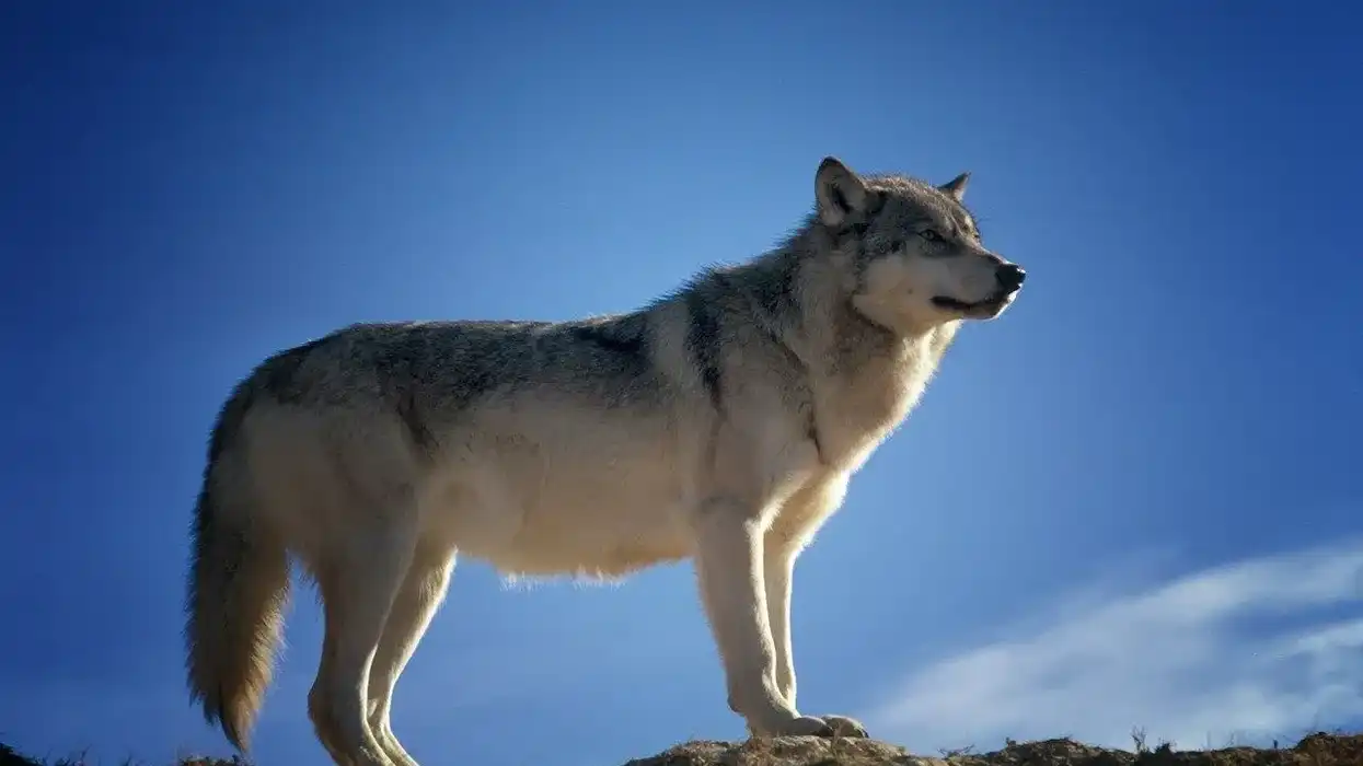A Wolf fact is that the usual Wolf pack has a range of 6-10 members, although there could be lone wolves too.