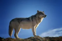 A Wolf fact is that the usual Wolf pack has a range of 6-10 members, although there could be lone wolves too.