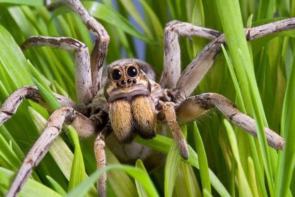A wolf spider crawling through the grass.