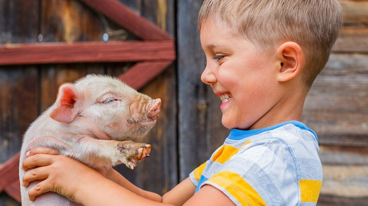 A young boy with a big smile holds a small piglet in his arms in front of a wooden barn, embodying the joy and humor found in farm jokes for kids.