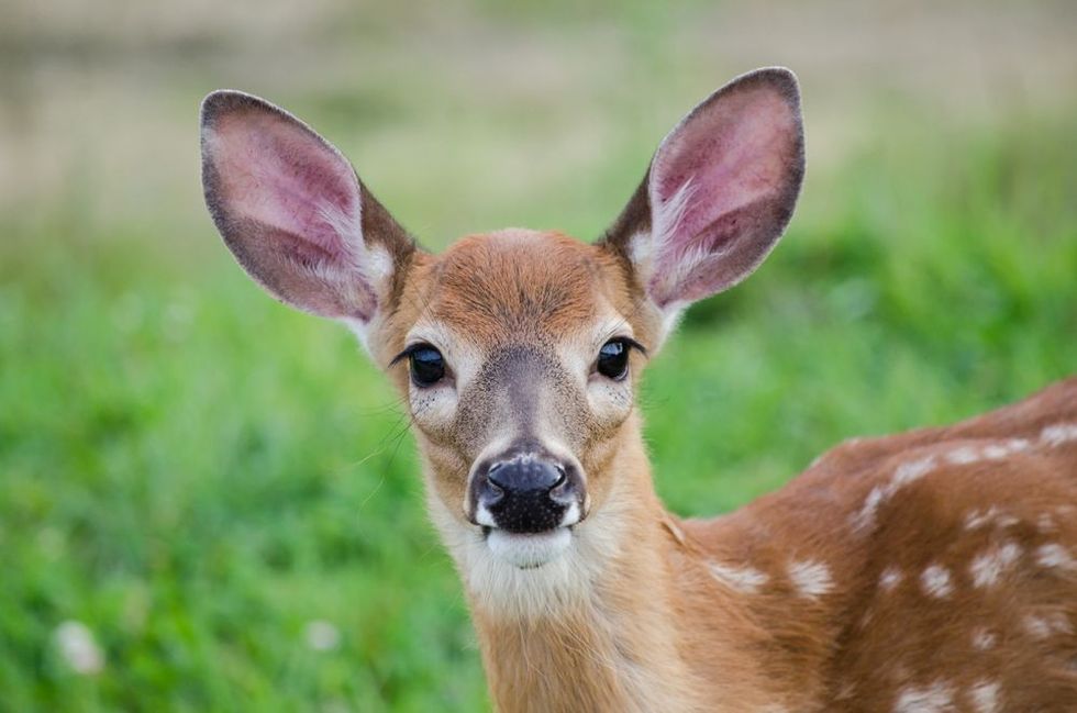 A young deer staring straight back at the camera