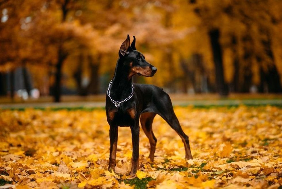 A young Doberman female walking on fallen leaves.