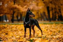 A young Doberman female walking on fallen leaves.