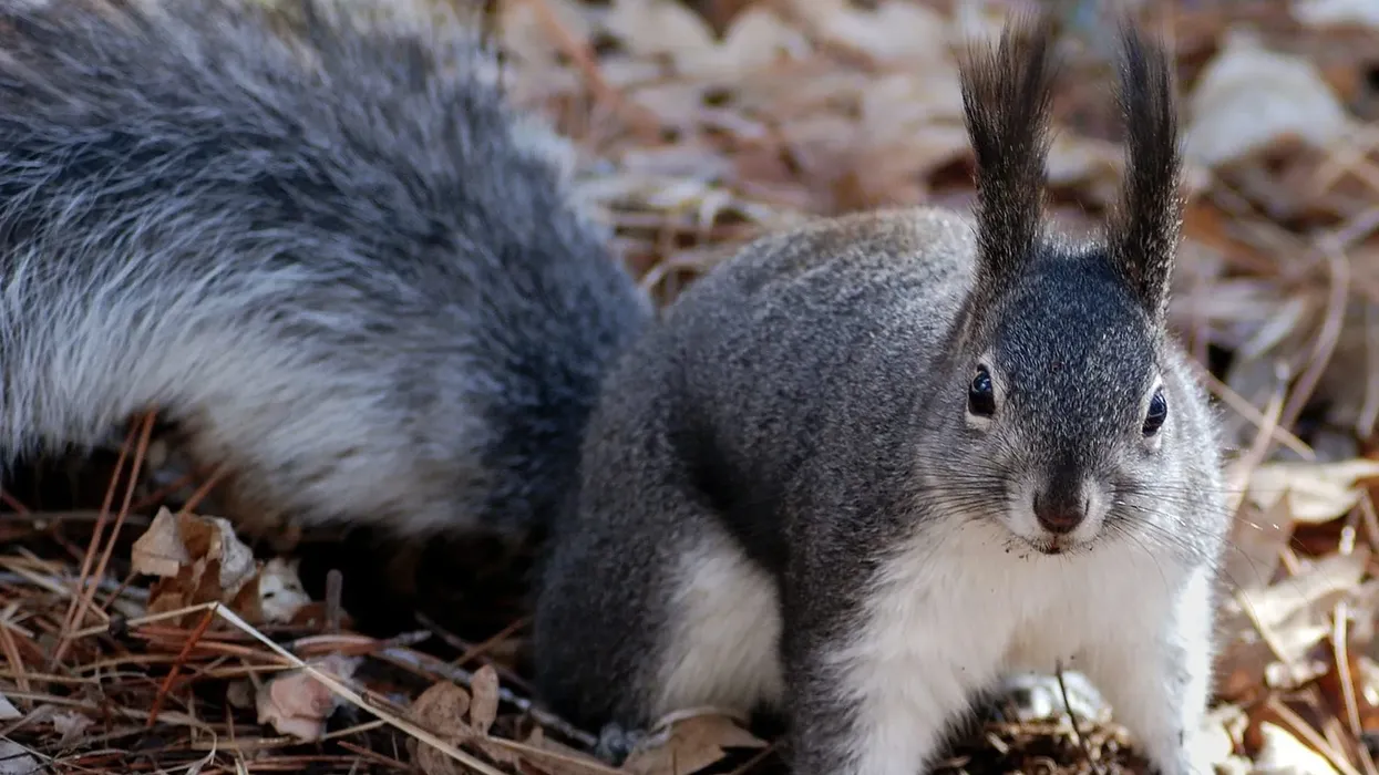 Abert’s squirrel facts, such as these tassel-eared squirrels are found in mountainous areas that are lush with Ponderosa pine trees, are interesting.