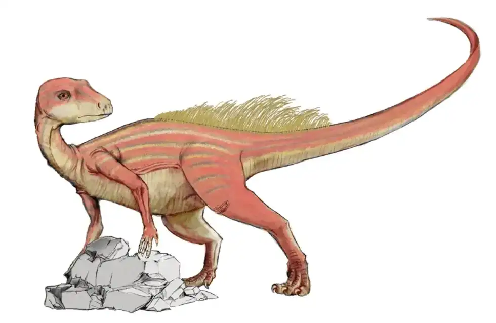 Abrictosaurus facts include that one of the two discovered specimens had a distinct set of tusks.