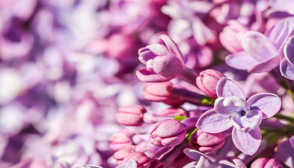 Abstract floral background.