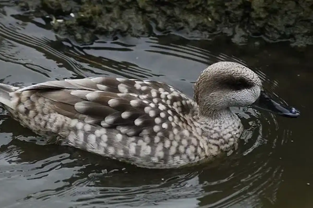 According to the marbled duck facts, this species is well-known for its white patches of color.