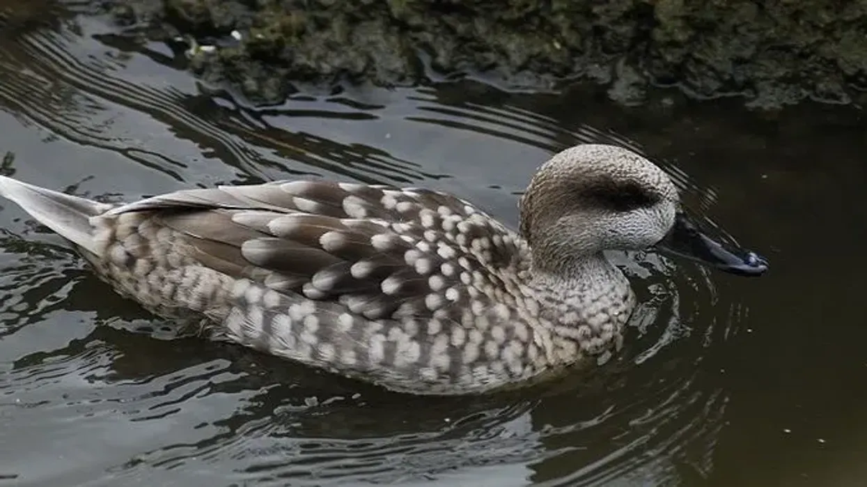 According to the marbled duck facts, this species is well-known for its white patches of color.