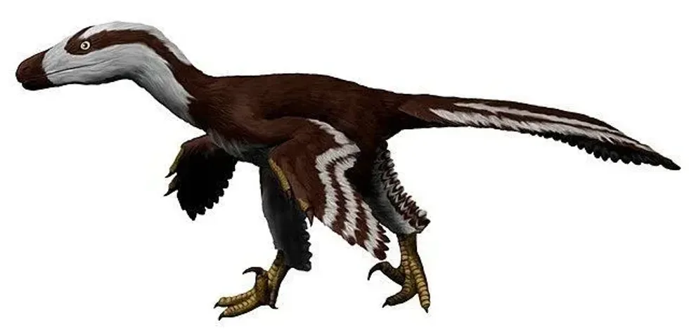 Acheroraptor facts consist of information about its length.