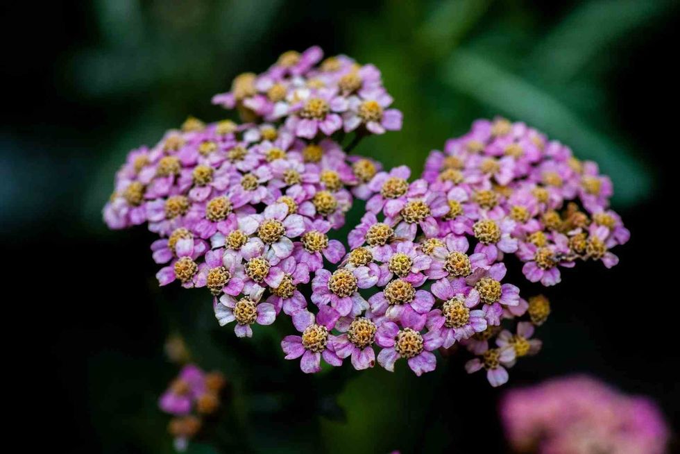 'Achillea' suffix for the Yarrow comes from the Greek hero Achilles.