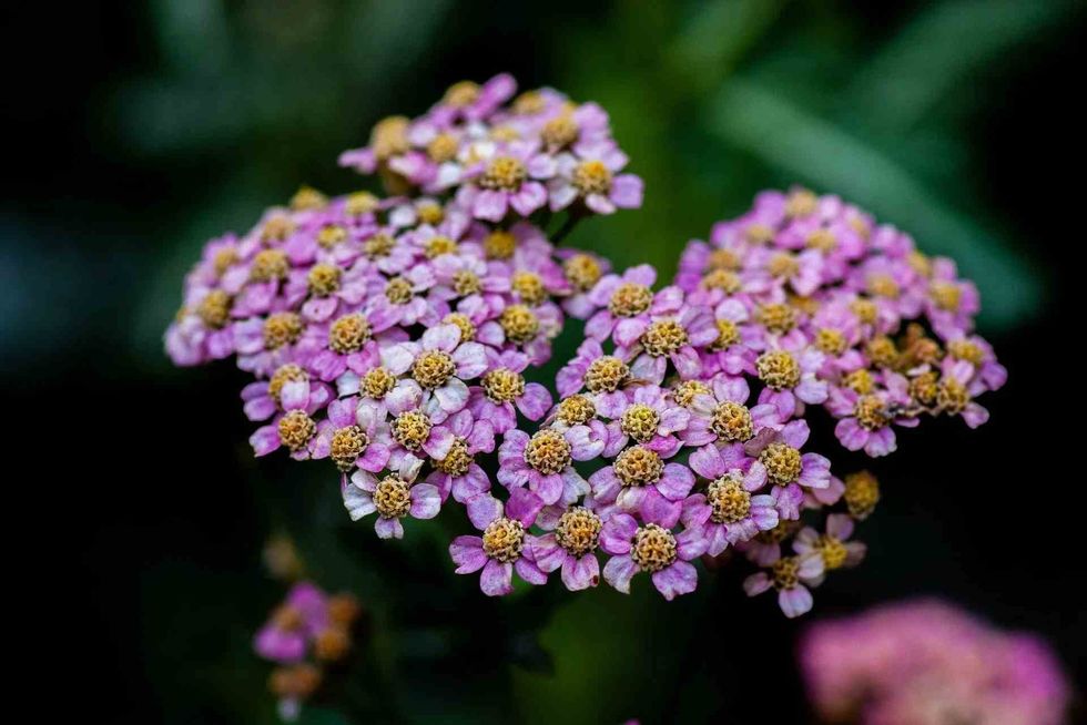 'Achillea' suffix for the Yarrow comes from the Greek hero Achilles.