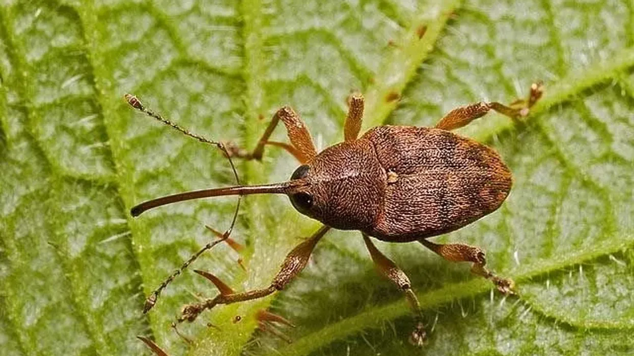 Acorn weevil facts are very interesting to learn about.