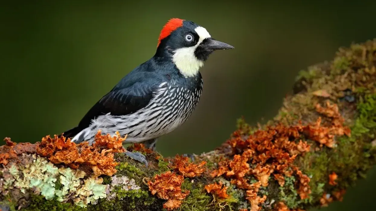 Acorn woodpecker facts for kids are fun to learn.