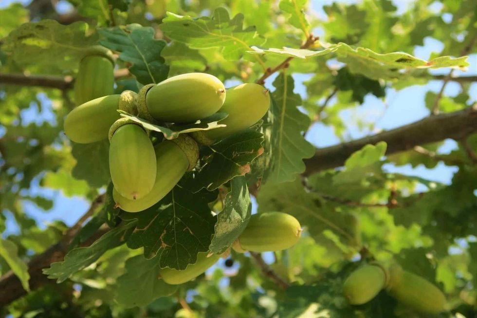 Acorns are fruits of Oak trees.