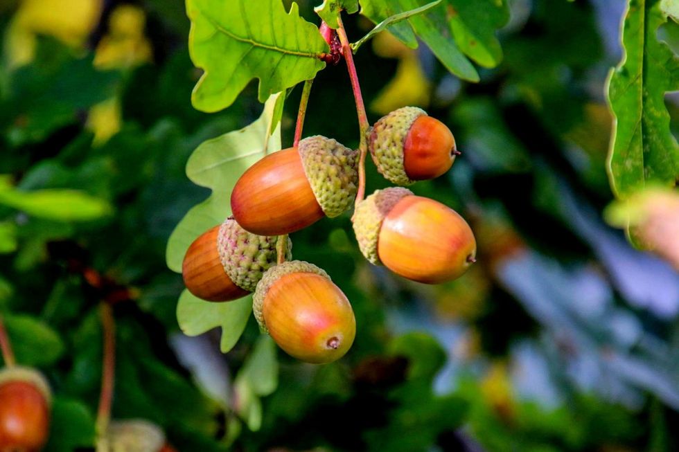 Acorns fruits on oak tree branch in forest.