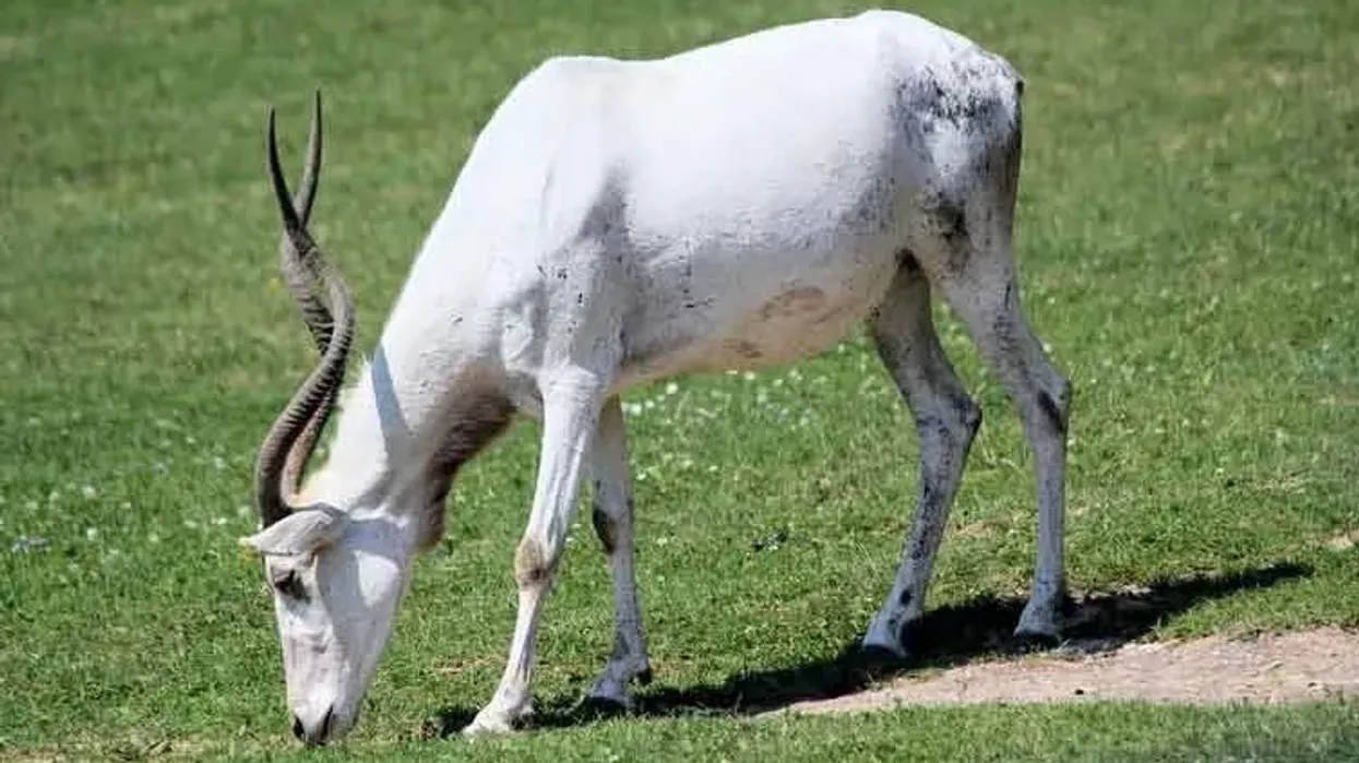 Addax facts are fun to learn