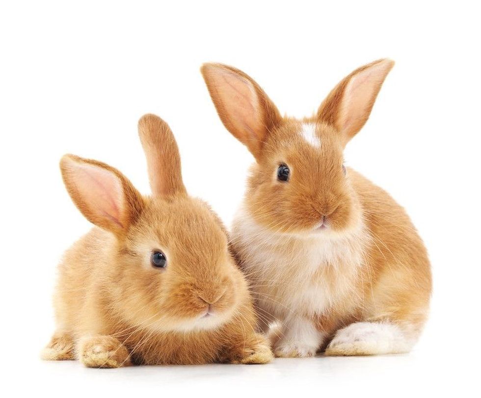 Adopt a rabbit on this international rabbit day