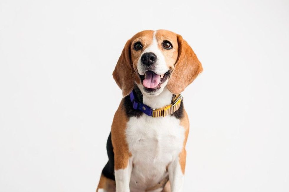 Adopt an extremely sociable beagle pup on this national beagle day