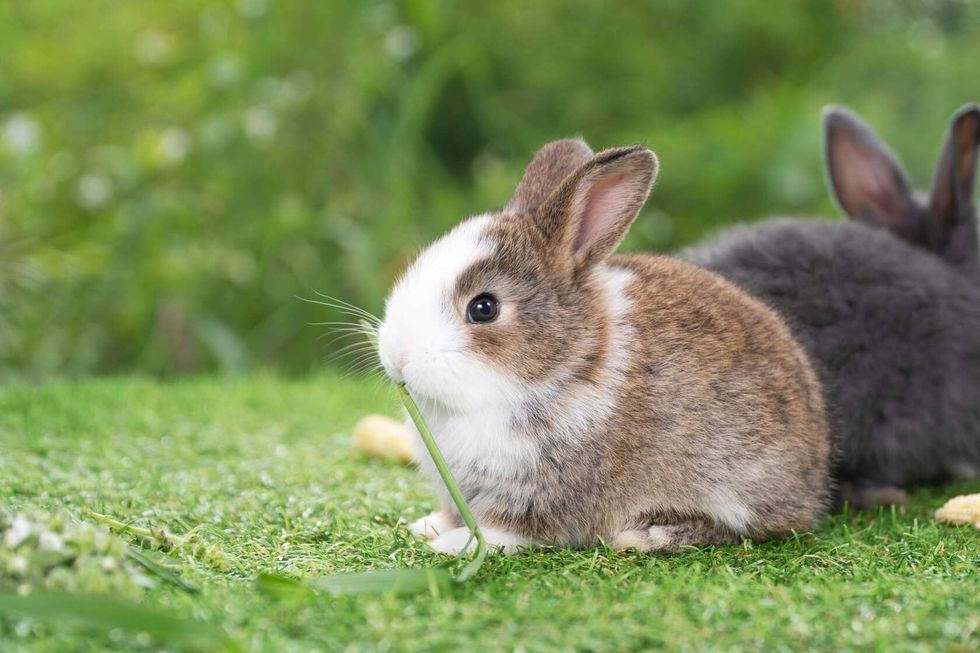 Adorable baby rabbit eating grass.