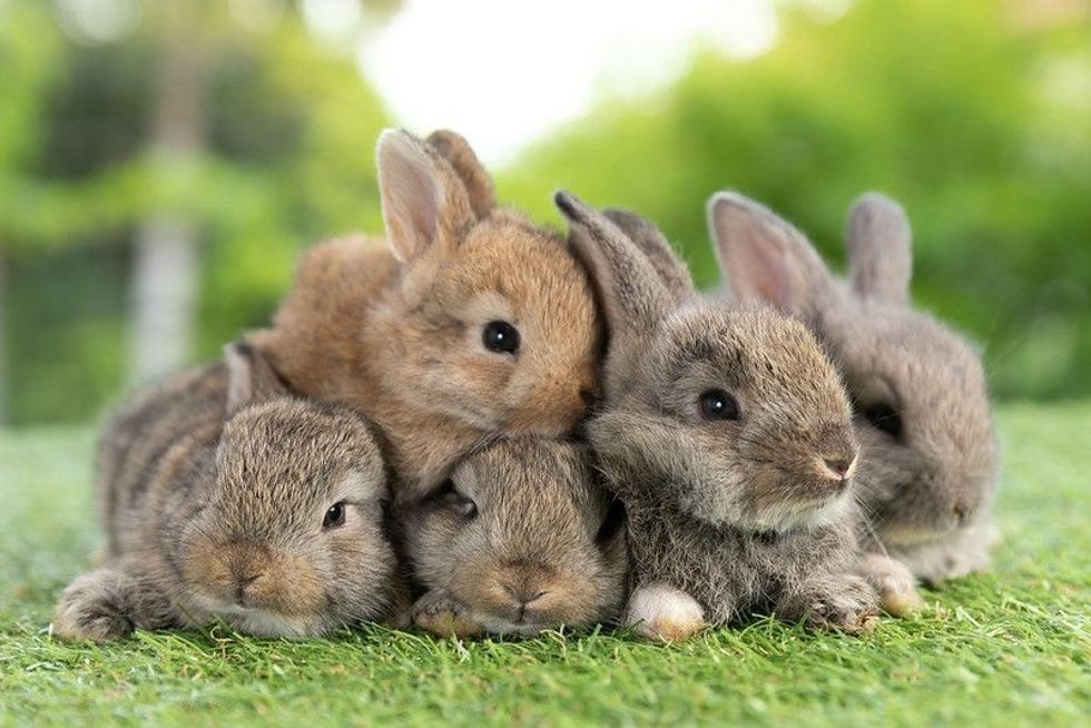 Adorable baby rabbits on green grass.