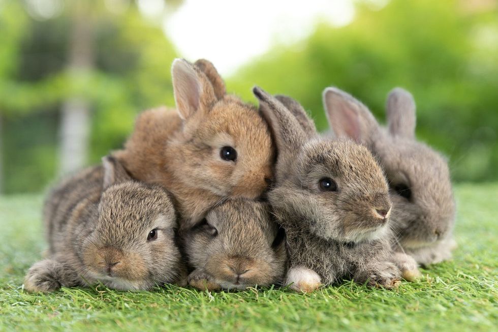 Adorable baby rabbits on green grass
