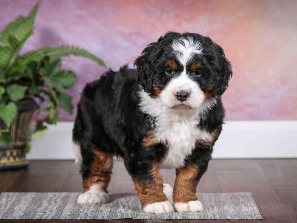 Adorable bernedoodle puppy laying on the grass