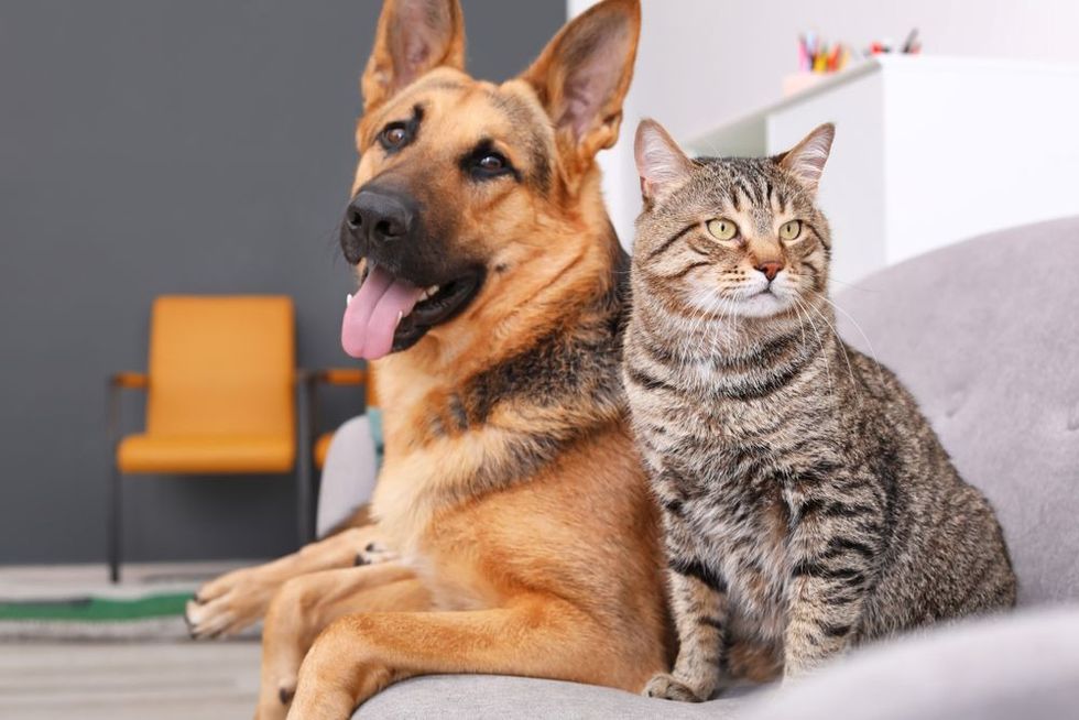 Adorable cat and dog resting together on sofa.