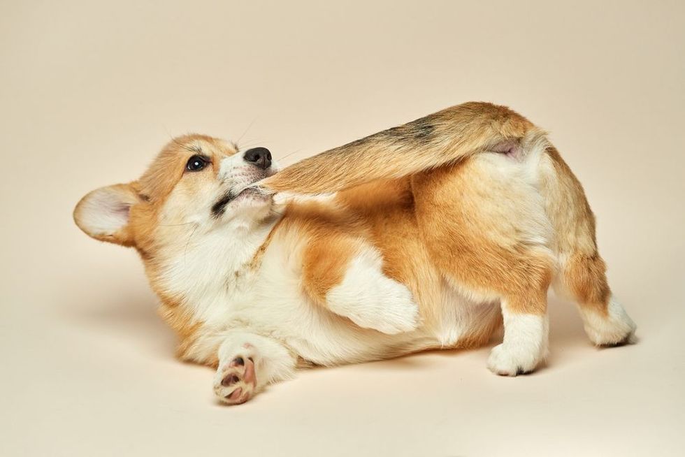 Adorable, cute Welsh Corgi Pembroke biting its own tail.