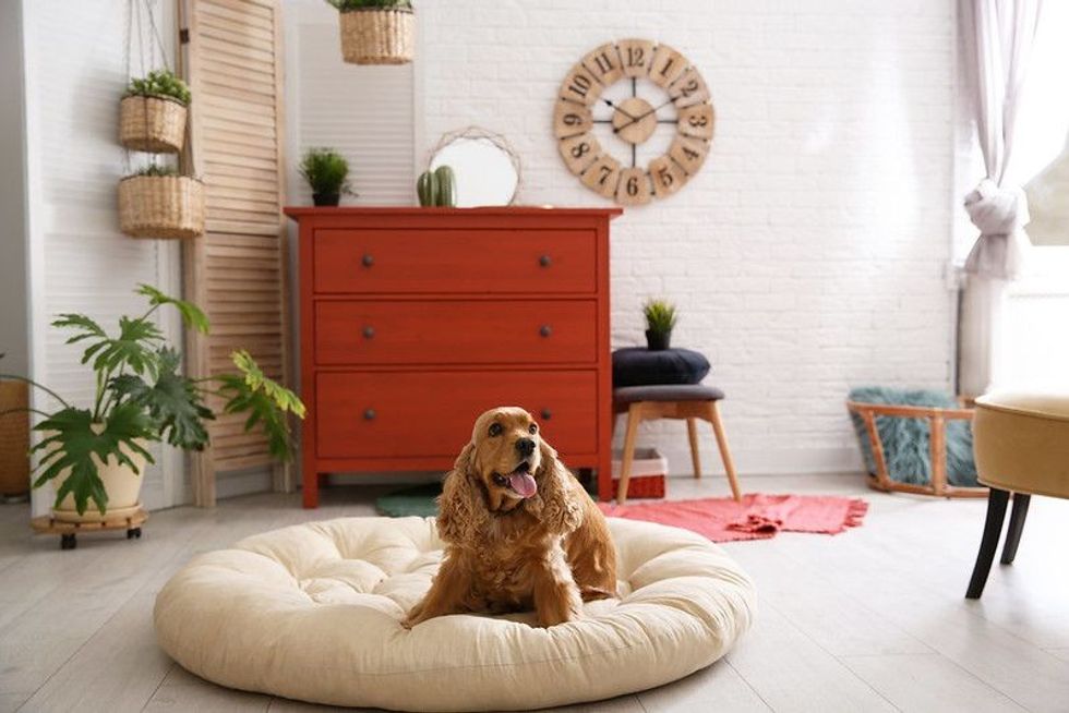 Adorable dog on pet bed in stylish room interior.