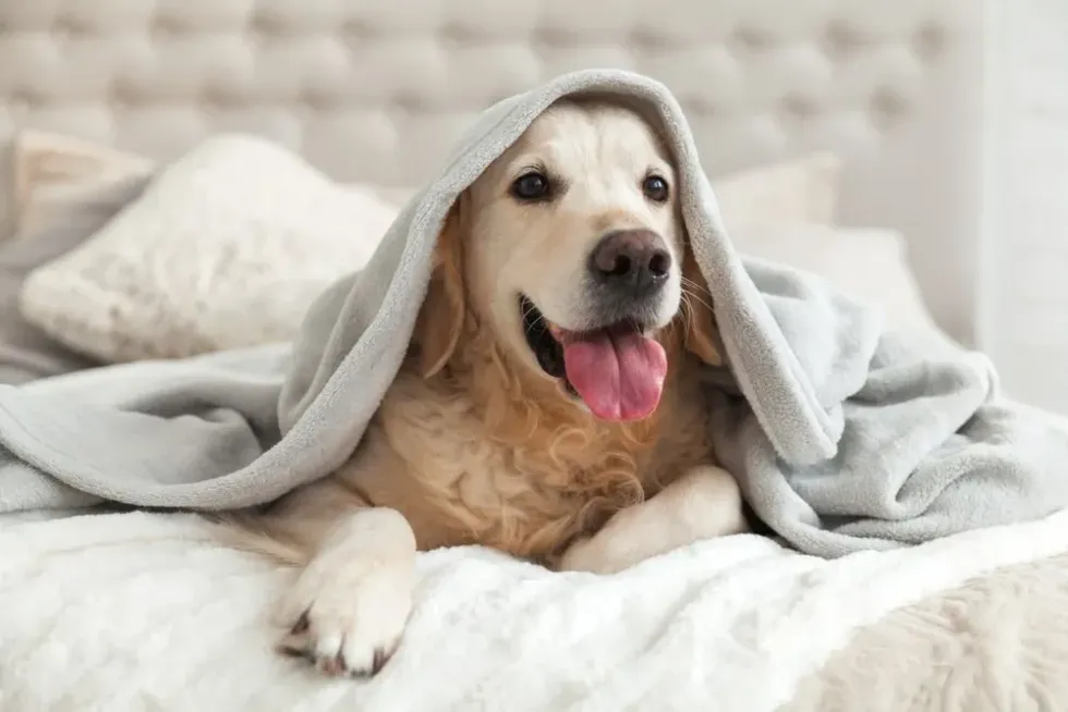 Adorable labrador sitting inside a grey blanket on a bed