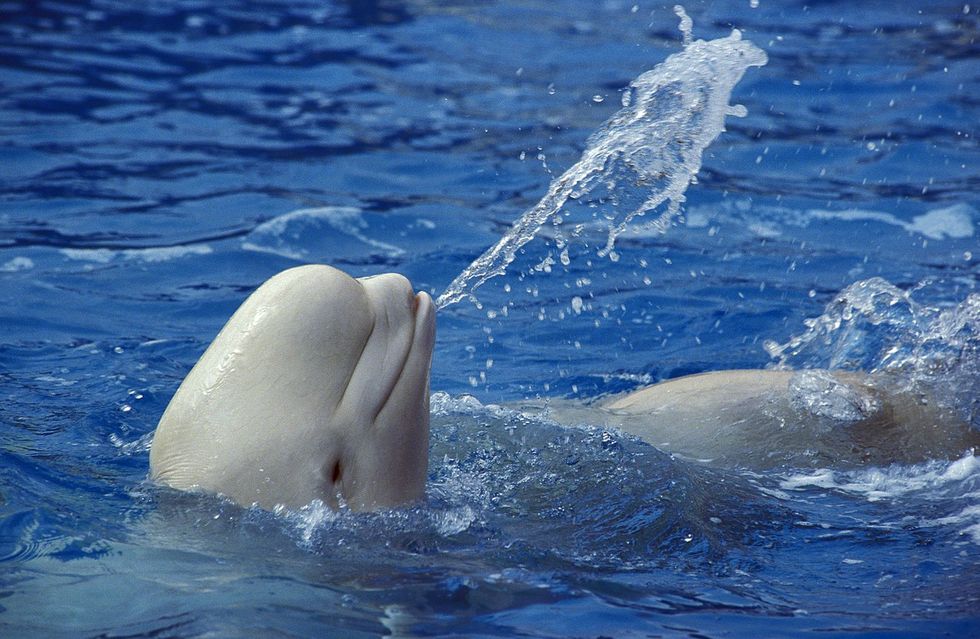 Adult Beluga Whale or White Whale,- Delphinapterus leucas, splashing Water